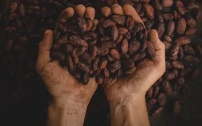 Never Take Chocolate For Granted Again – The 9 stages of the chocolate-making process