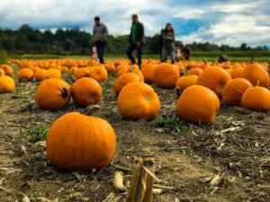 Get the Most out of Fall with These 21 Family Activities Fall with Family Activities